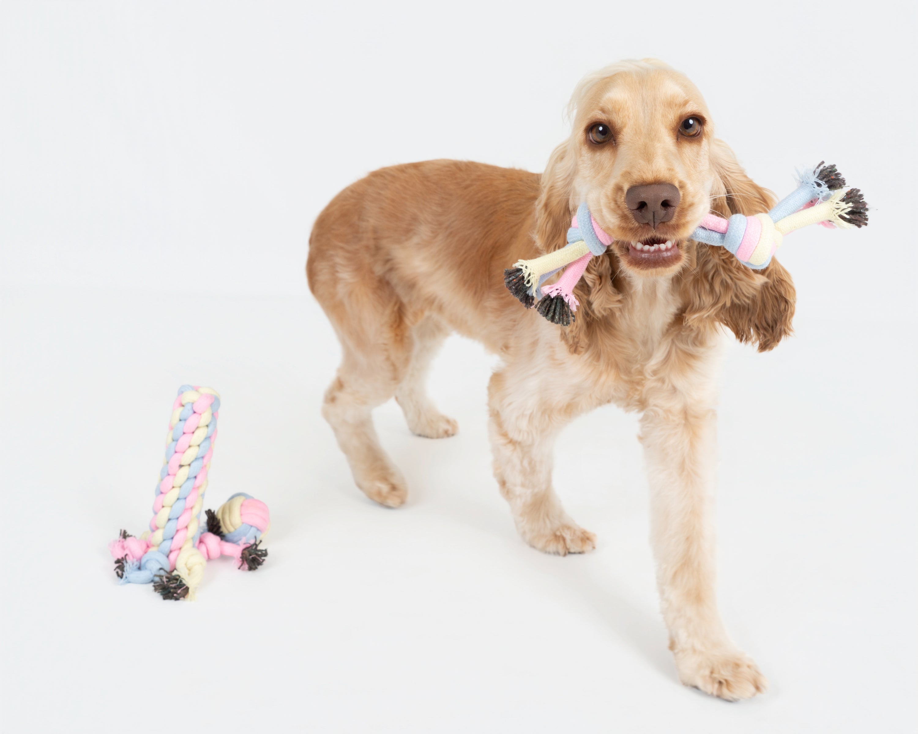 Pastel Chew Toy (Set of 4)