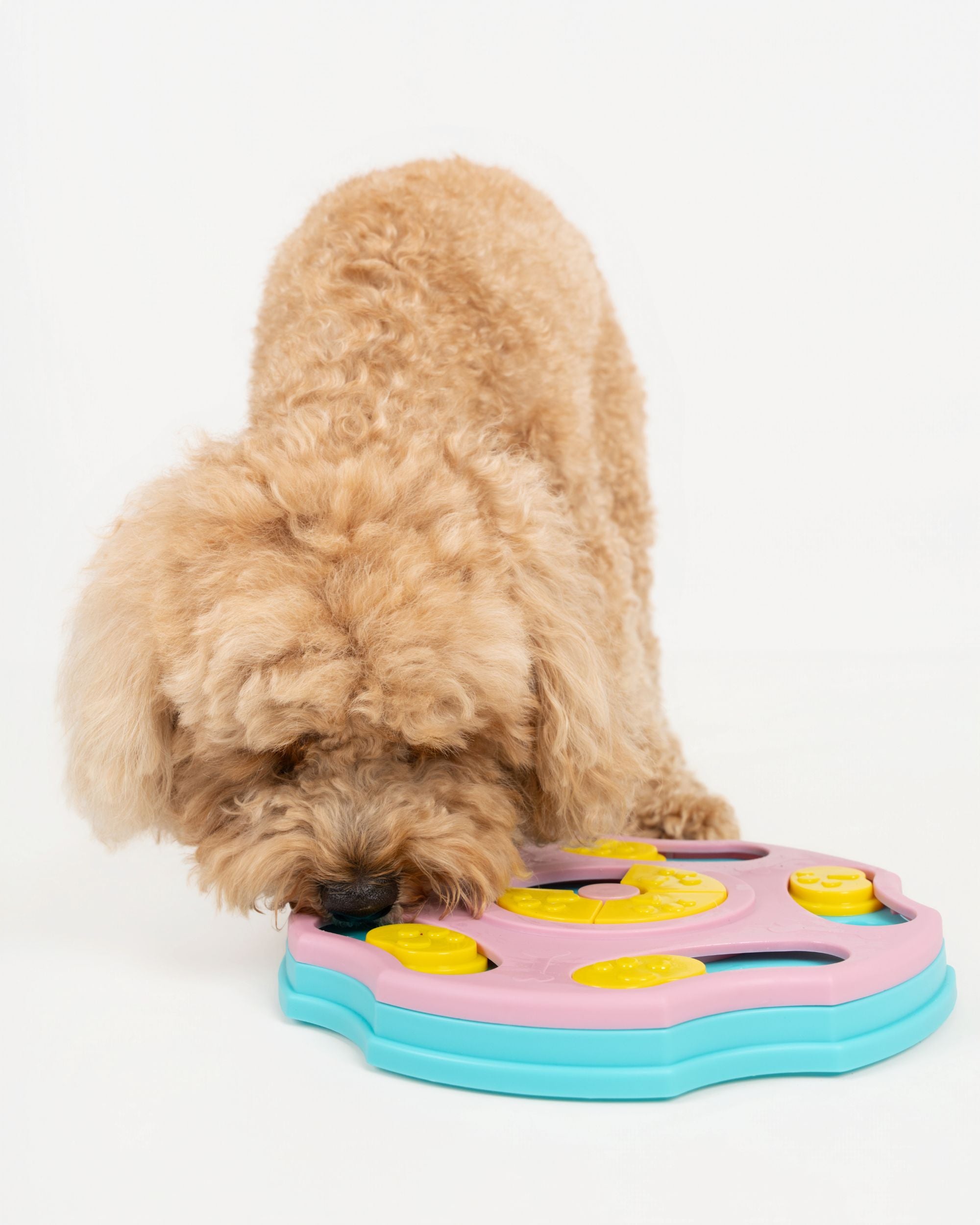 Snack-A-Daisy (Interactive Feeder)