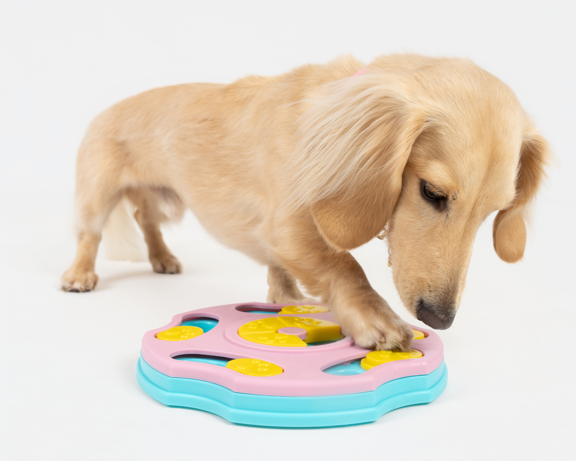 Snack-A-Daisy (Interactive Feeder)