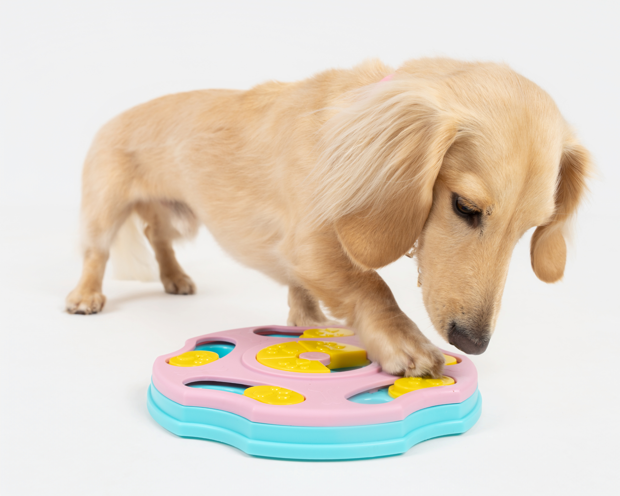 Snack-A-Daisy (Interactive Feeder)